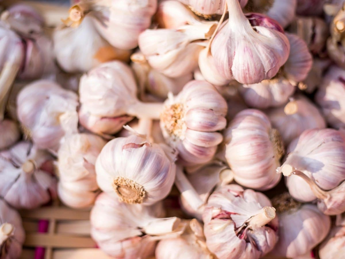 Garlic bulbs graded for export