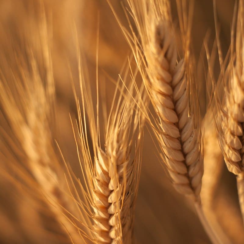 Ripe golden cereal ears
