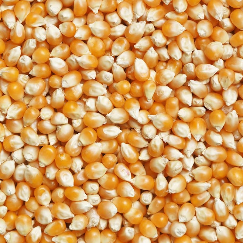 Yellow maize kernels