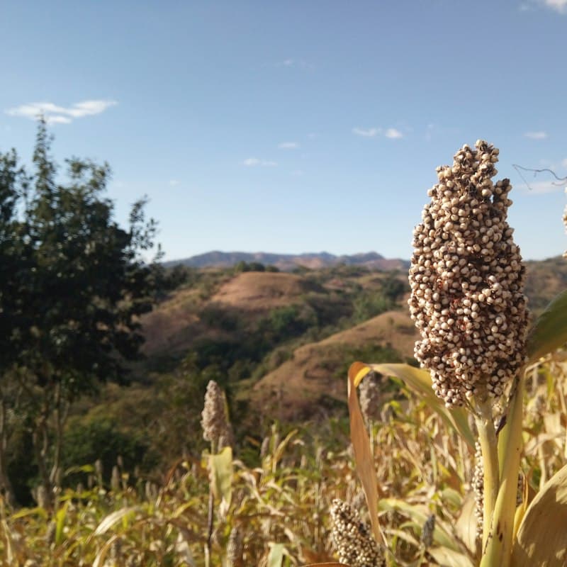 Sorghum grain heads in the field
